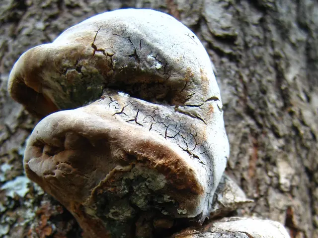 Unseen Assistants in Permaculture: The Hidden Aids